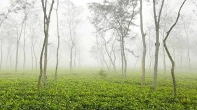 চা-বাগান ও হাওর এলাকায় শীতের তীব্রতা বেশি অনুভূত হচ্ছে