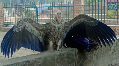 উদ্ধার শকুন