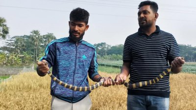 চার ফুট দৈর্ঘ্যের একটি বিষধর শঙ্খিনী সাপ উদ্ধার করা হয়েছে