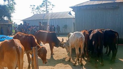 দাঁতভাঙ্গার জহির রহমানের বাড়িতে অভিযান চালিয়ে উদ্ধার গরু ক্যাম্পে নিয়ে যাচ্ছে বিজিবি। ভিডিও ফুটেজ থেকে নেওয়া ছবি।
