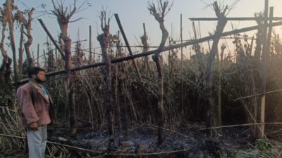 পুড়ে যাওয়া পানের বরজ
