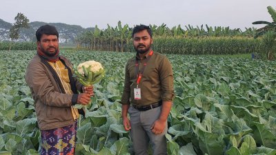 প্রাথমিকভাবে কৃষকদের কাছ থেকে ১০ হাজার পিস ফুলকপি কিনেছে স্বপ্ন