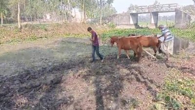 ঘোড়া দিয়ে হালচাষ