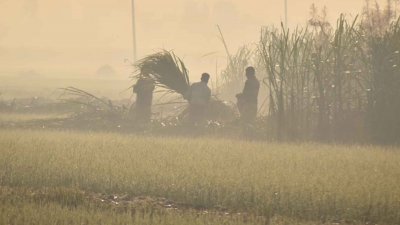কুয়াশার মধ্যে ক্ষেতে কাজ করছেন কৃষকরা (ছবি: দুলাল আবদুল্লাহ)