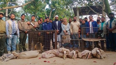 উদ্ধার করা বন্যপ্রাণী
