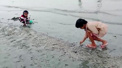 মেঘনা তীরে পড়ে আছে অসংখ্য মৃত মাছ