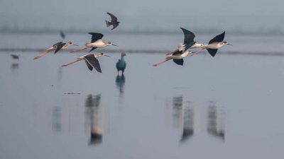 হাকালুকি হাওরে পরিযায়ী পাখি এবার কম এসেছে