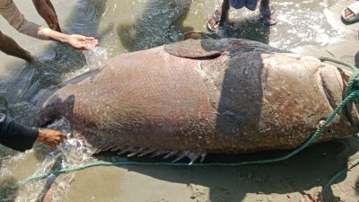 জেলের জালে ধরা পরা বিশাল আকৃতির ভোল মাছ