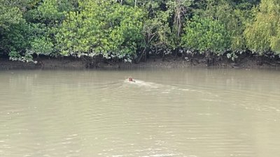 বাঘের সাঁতরে খাল পেরোনোর সেই দৃশ্য