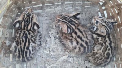 উদ্ধার মেছোবাঘের শাবক