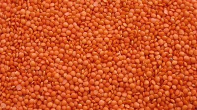 মসুর ডাল