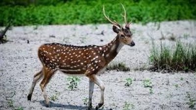 সুন্দরবনের হরিণ