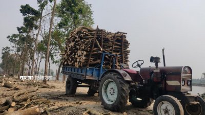 দিনাজপুরের বিরল উপজেলার প্রাকৃতিক সৌন্দর্যের দর্শনীয় স্থান কড়াই বিলের পাঁচ শতাধিক ফলদ ও বনজ গাছ কেটে ফেলা হয়েছে