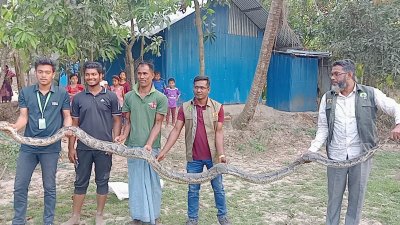 প্রাথমিক চিকিৎসা শেষে সাপটিকে বনে অবমুক্ত করা হয়