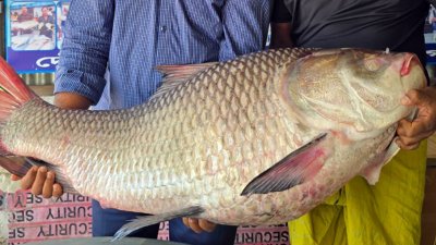 ঢাকার এক ব্যবসায়ীর কাছে মাছটি বিক্রি করা হয়