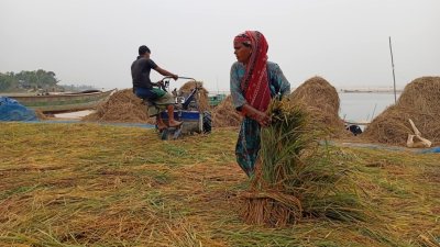 ধান ঘরে তুলতে ব্যস্ত সময় পার করছেন পদ্মা পাড়ের কৃষক