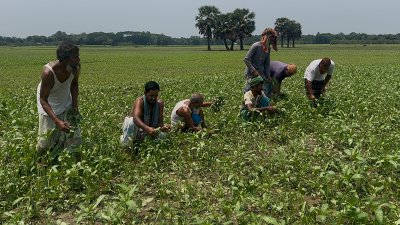 শিলাবৃষ্টিতে ক্ষতিগ্রস্ত ফসলের ক্ষেত