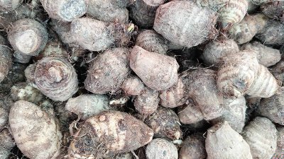ভারত থেকে আমদানি হওয়া কচুরমুখি