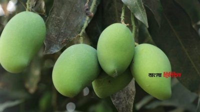 গাছে আম/ফাইল ছবি
