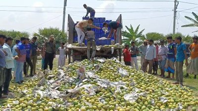 এক ট্রাক আম জব্দ করে ধ্বংস করা হয়