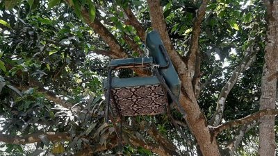 গাছে ঝুলছে শিক্ষকের চেয়ার