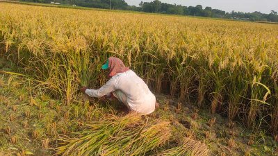 প্রচণ্ড গরমে বেশি দুর্ভোগের শিকার হচ্ছেন ধানকাটা শ্রমিকরা