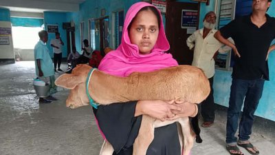 বৃহস্পতিবার সকালে গরু ফেরত পেতে বাছুর নিয়ে ঝালকাঠির আদালতপাড়ায় হাজির হন নার্গিস বেগম