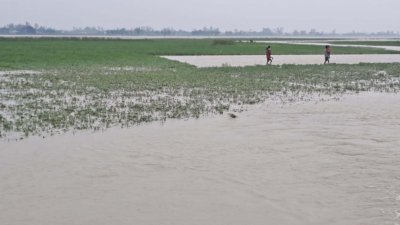 তিস্তার চরে ডুবে গেছে বাদাম ক্ষেত