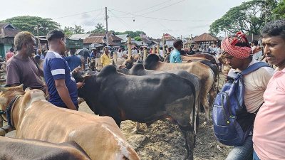 দেওয়ান বাজারে তোলা গরু