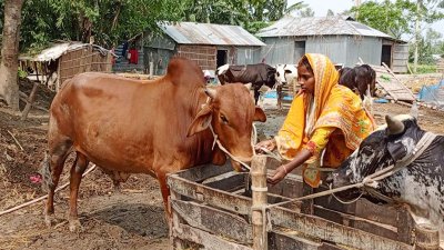 সারিয়াকান্দি উপজেলার যমুনার চরে এক গৃহকর্তী বাড়িতে তৈরি দেশি গরুকে খেতে দিচ্ছেন