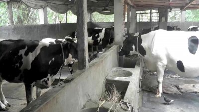 ঈদুল আজহায় এবার রংপুর বিভাগে চাহিদার তুলনায় পাঁচ লাখ ৬৮ হাজার কোরবানিযোগ্য পশু বেশি আছে