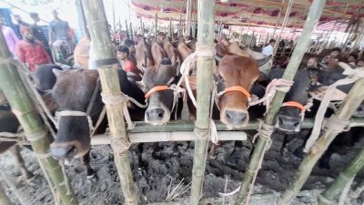কোরবানির পশুর হাটের চিত্র (ফাইল ছবি)