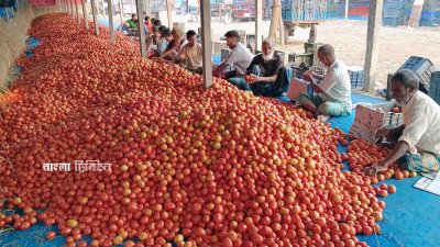 টমেটোর জন্য ব্যবসায়ীদের কাছে পরিচিত নাম দিনাজপুর সদর উপজেলার ৪ নম্বর শেখপুরা ইউনিয়নের গাবুড়া বাজার