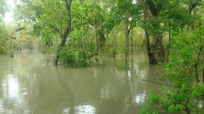 তলিয়ে গেছে সুন্দরবন