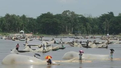 হালদা নদীতে পোনা শিকার