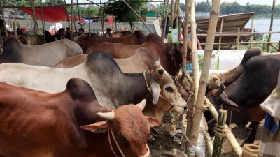 কোরবানির ঈদ ঘিরে গাজীপুরের শ্রীপুর ও কাপাসিয়ায় গরু চুরির হিড়িক পড়েছে