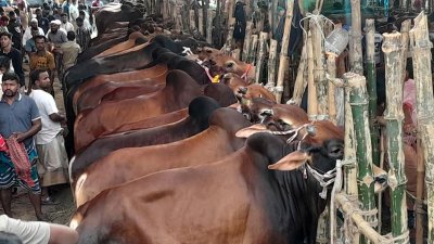 জমে উঠছে পশুর হাট, মাঝারি গরুতে দামের ফারাক ৩০-৪০ হাজার