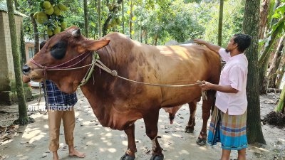 এবারের কোরবানির ঈদে শেরপুরের সবচেয়ে বড় ও দামি গরুটির নাম লায়ন