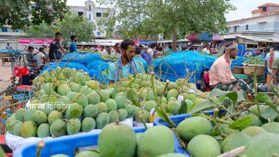 গত বছরের তুলনায় এবার একই সময়ে দাম মণপ্রতি ৭০০ থেকে এক হাজার পর্যন্ত কমেছে