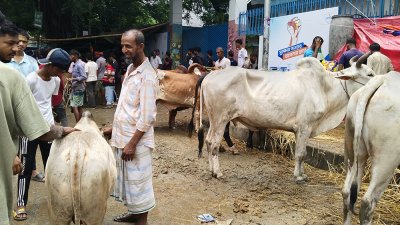 ছোট গরুর চাহিদা ও দাম বেশি