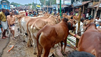 কোরবানির পশু