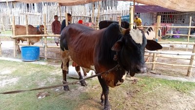 জোড়াগেট কোরবানি পশুর হাট
