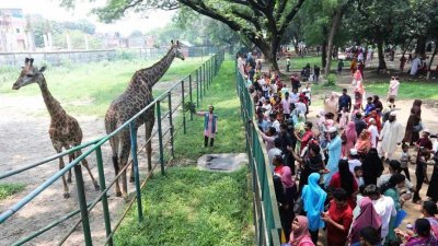 মিরপুরে জাতীয় চিড়িয়াখানায় জিরাফ দেখতে ভিড় করেছেন দর্শনার্থীরা। ছবি: নাসিরুল ইসলাম