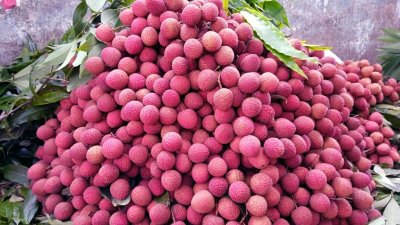 দিনাজপুরের লিচু