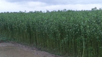 পাটক্ষেত