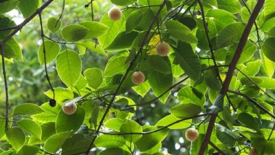 গাছের ডাল ও শাখা-প্রশাখায় ফুটেছে শত শত কদম (ছবি: সাজ্জাদ হোসেন)