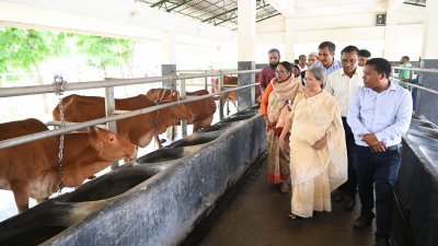 গোদাগাড়ীতে প্রাণিসম্পদ গবেষণা ইনস্টিটিউটের খামার পরিদর্শন করেন মৎস্য ও প্রাণিসম্পদ উপদেষ্টা ফরিদা আখতার