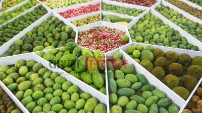 ফল মেলা (ফাইল ছবি)