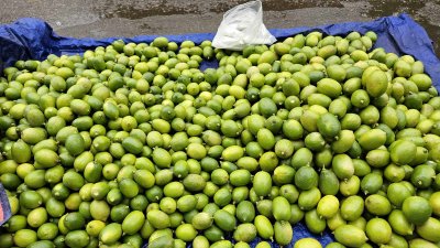 লেবুর রয়েছে অনেক গুণ। ছবি- বাংলা ট্রিবিউন