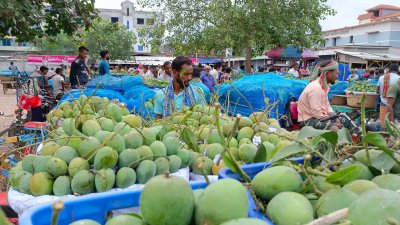 রাজশাহীর পুঠিয়া উপজেলার বানেশ্বর বাজারে আমের দাম কম